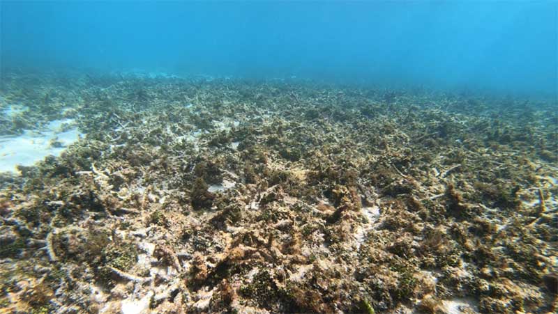 Underwater coral reef that is bare and drab