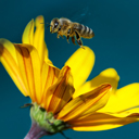 Bee hovering above a yellow flower