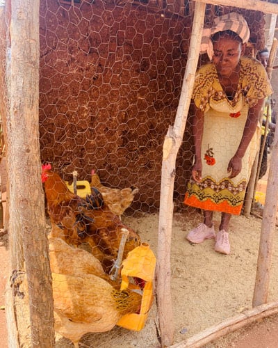 African woman feeding chickens inside a chicken coop.